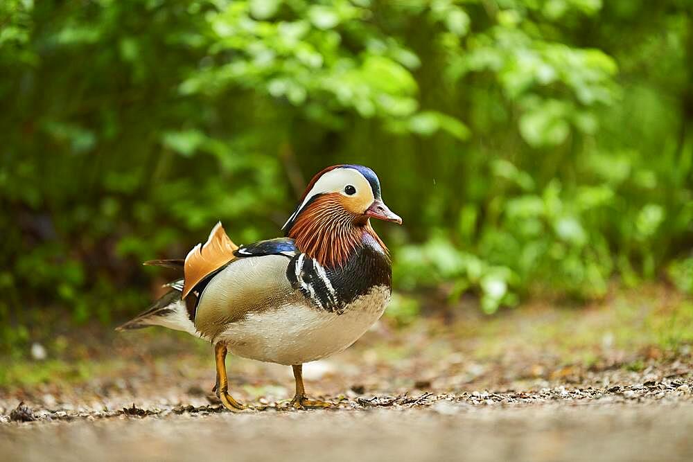 Mandarin duck (Aix galericulata) male, Bavaria, Germany, Europe