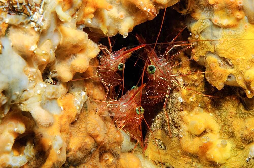 Camel shrimp (Rhynchocinetes durbanensis) hiding in coral reef, Indian Ocean, Maldives, Asia