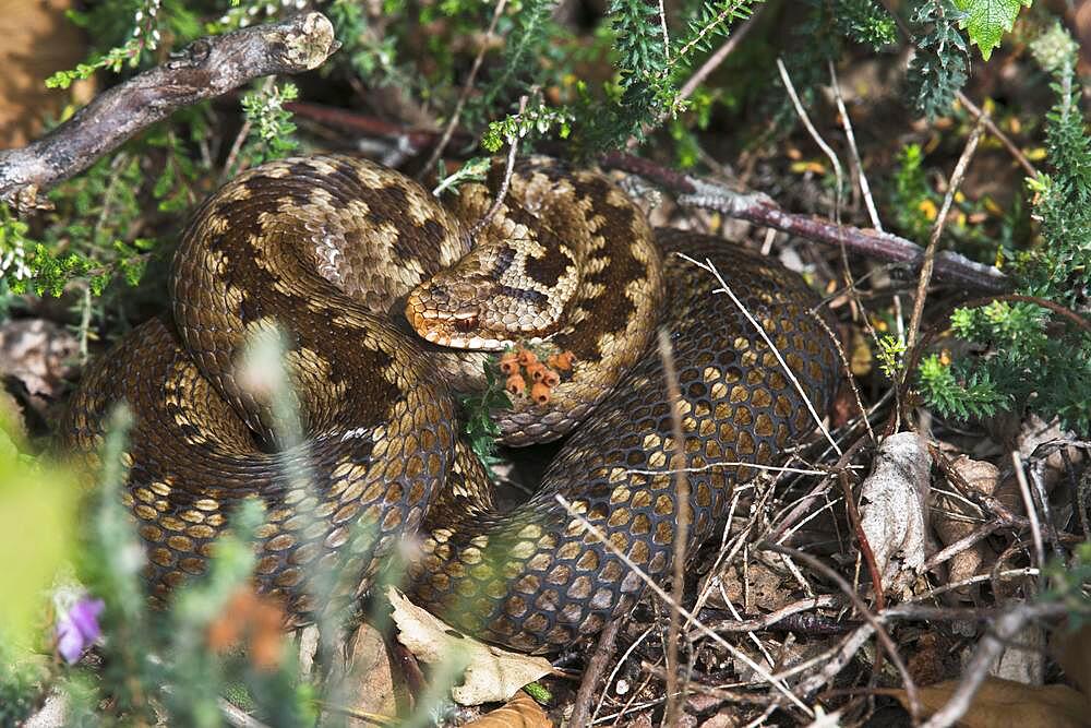 Common European viper (Vipera berus), Emsland, Lower Saxony, Germany, Europe