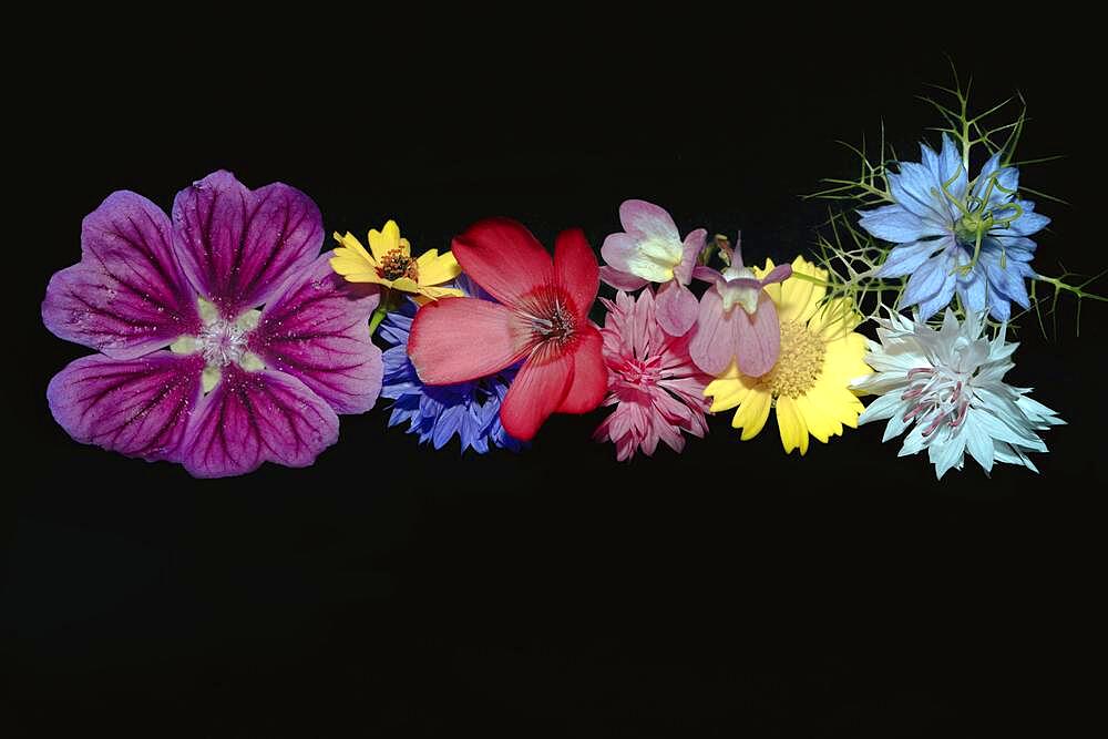 Various colourful flowers of meadow flowers lie in a row, Cornflower (Cyanus segetum), maiden in the green (Nigelaa amascena cv.), Petunia x atkinsiana (Petunia x Hybrida) (snapdragon (Antirrhinum), studio shot against a black background