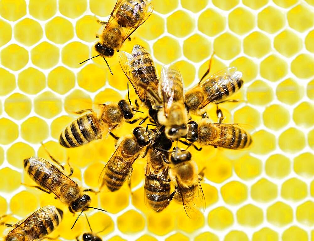 Honey bees (Apis mellifera) on fresh honeycomb feeding each other, Rosenheim, Bavaria Germany