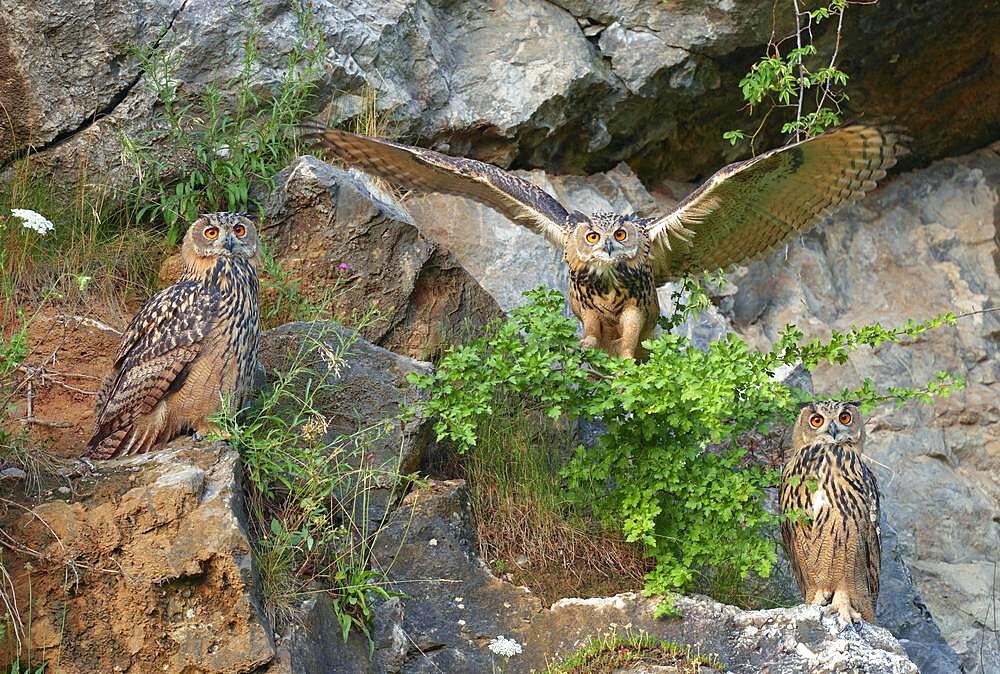 Three young Eurasian eagle-owls (Bubo bubo) in a quarry, Sauerland, Germany, Europe