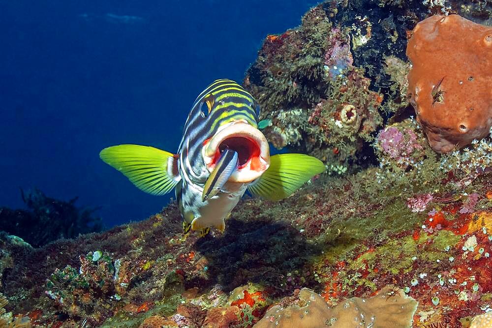 Sweetlips (Gaterin orentalis) opens mouth for Bluestreak cleaner wrasse (Labroides dimidiatus), Indian Ocean, Maldives, Asia