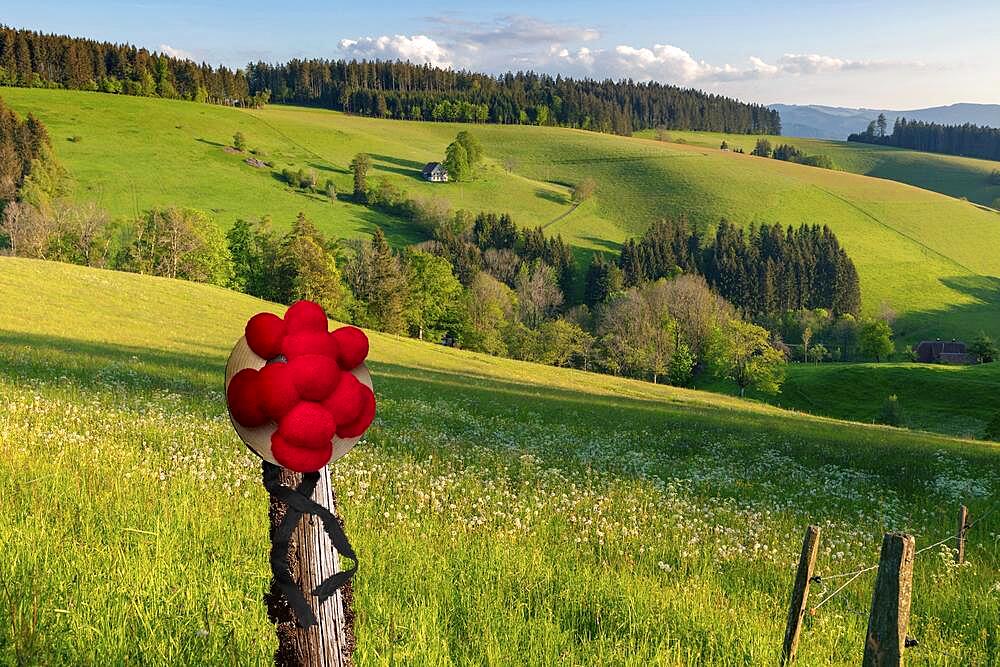 Lonely farmhouse in hilly landscape, Bollenhut, spring, St.Maergen, Black Forest, Baden-Wuerttemberg, Composing, Germany, Europe