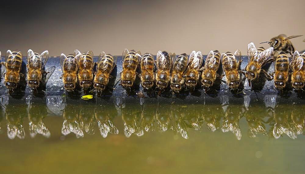 Honey Bees (Apis) drinking, Germany, Europe