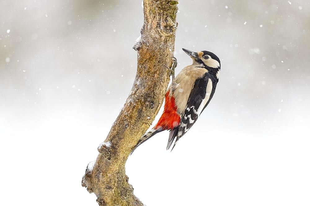 Great spotted woodpecker (Dendrocopos major) in the Great spotted woodpecker, Germany, Europe