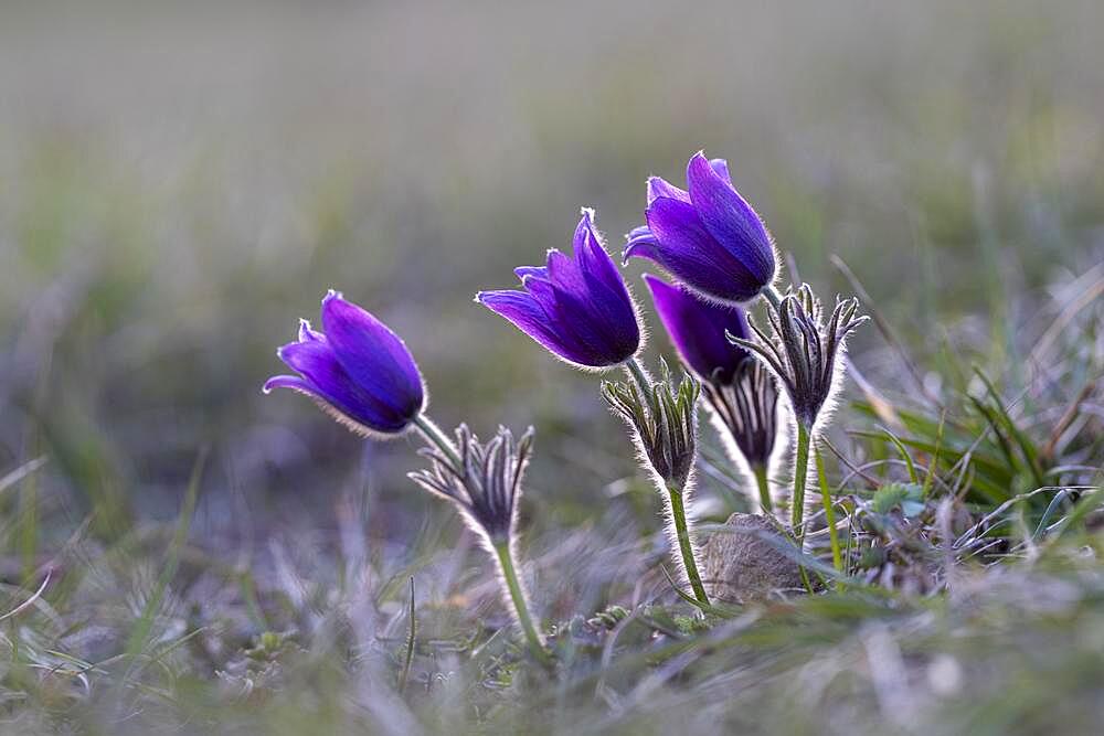 Pasque flower (Pulsatilla vulgaris), NP Eifel, Germany, Europe