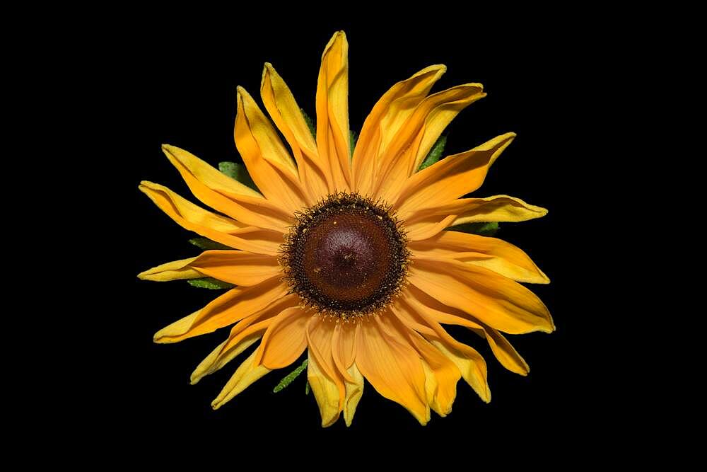 Yellow coneflower (Rudbeckia fulgida var. sullivantii 'Goldsteinii'), studio shot with black background