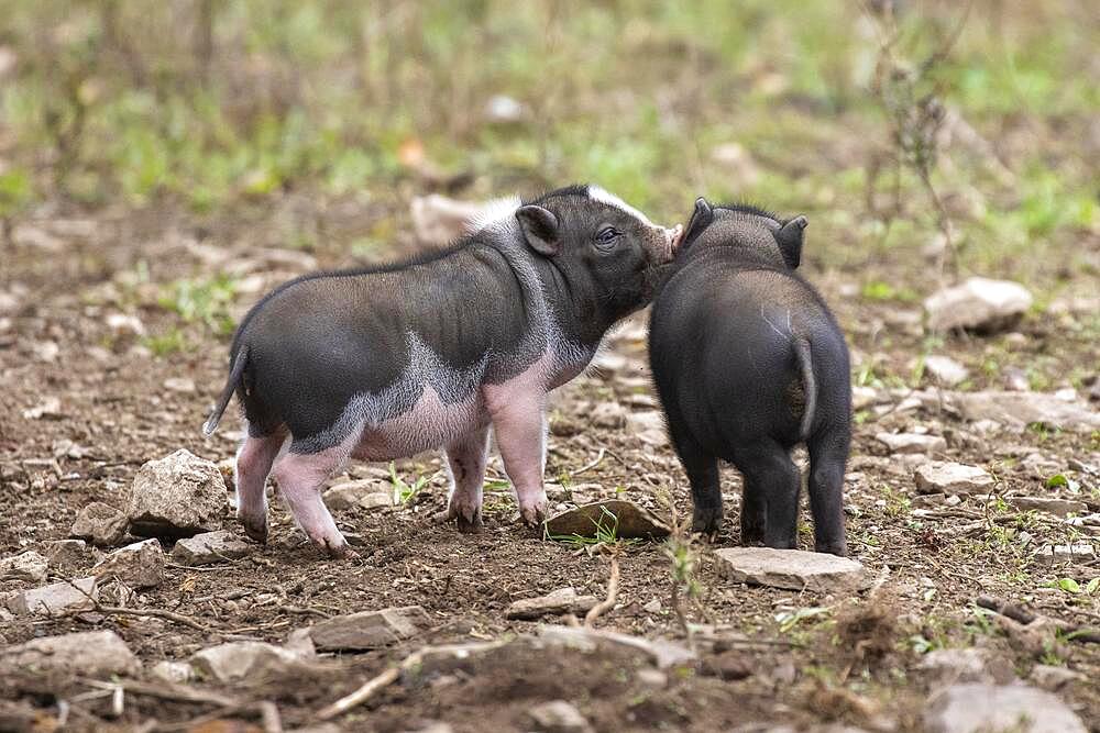 Young pot-bellied pigs, Vietnamese pot-bellied pigs, Germany, Europe