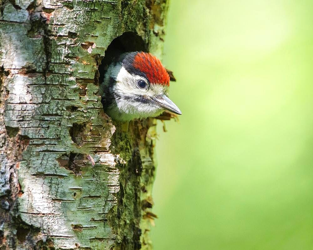 Young spotted woodpecker looking out of Great spotted woodpecker (Dendrocopos major), Germany, Europe