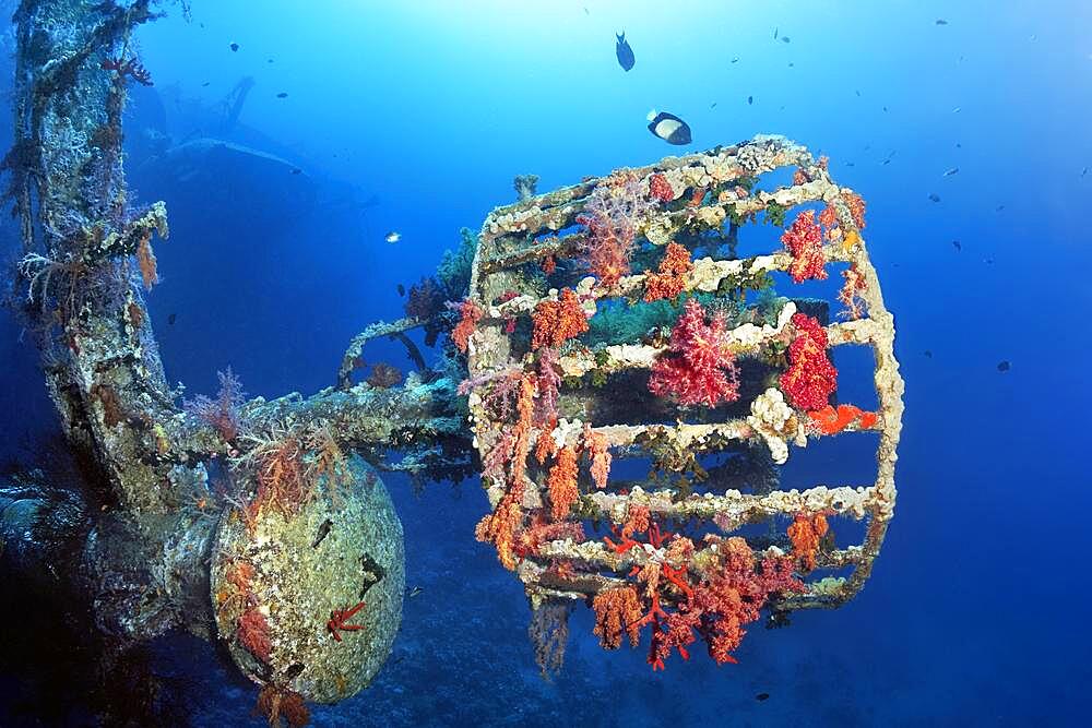 Lookout covered with Klunzinger's soft corals (Dendronephthya klunzingeri), Shipwreck, Wreck, Cedar Pride, Red Sea, Aqaba, Kingdom of Jordan