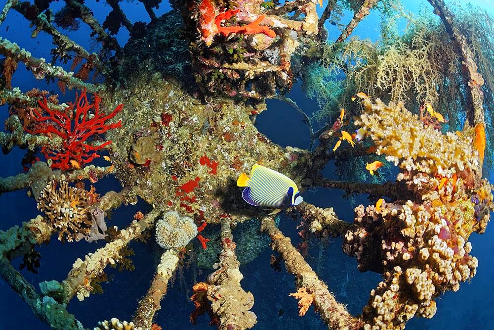 Lookout overgrown with Klunzinger's soft corals (Dendronephthya klunzingeri), Emperor angelfish (Pomacanthus imperator) Shipwreck, Wreck, Cedar Pride, Red Sea, Aqaba, Kingdom of Jordan