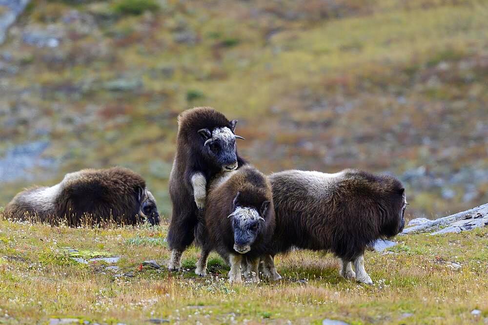 Musk oxes (Ovibos moschatus) in autumn landscape, fells, herd, Dovrefjell-Sunndalsfjella National Park, Norway, Europe