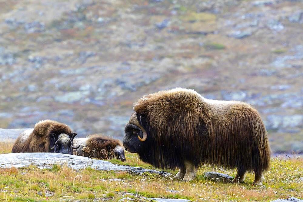 Musk oxes (Ovibos moschatus) in autumn landscape, fells, herd, Dovrefjell-Sunndalsfjella National Park, Norway, Europe