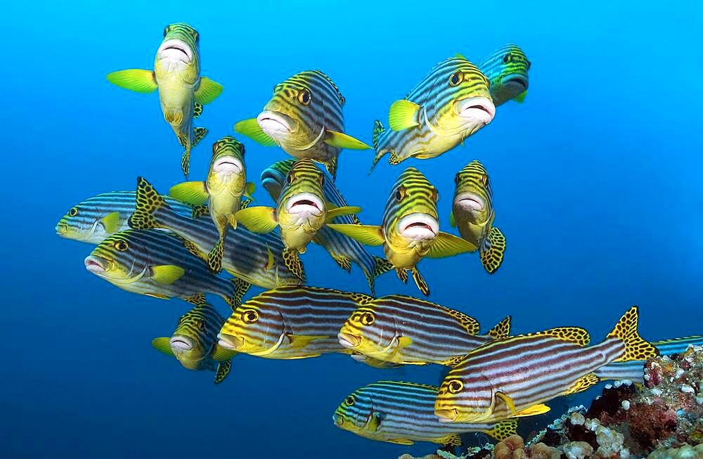 Small school of fish Oriental sweetlips, Striped sweetlips (Gaterin orientalis), Indian Ocean, Maldives, Asia