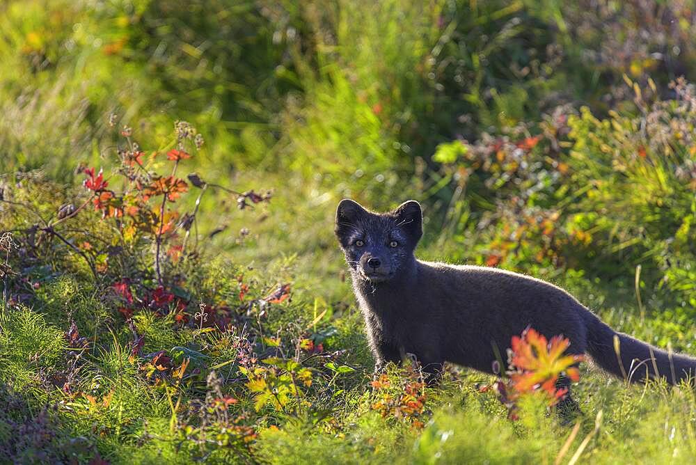 Arctic fox (Vulpes lagopus) or ice fox, Hornstrandir, Vestfiroir, Iceland, Europe