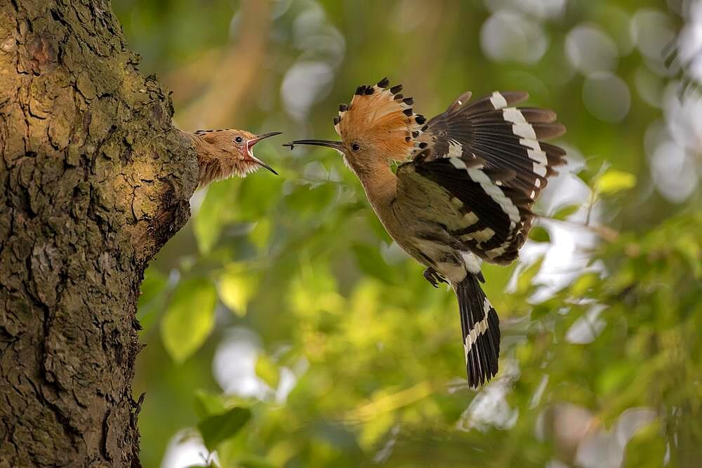 Hoopoe (Upupa epops), with insect, feeding young bird in flight, Lausitz, Saxony, Germany, Europe