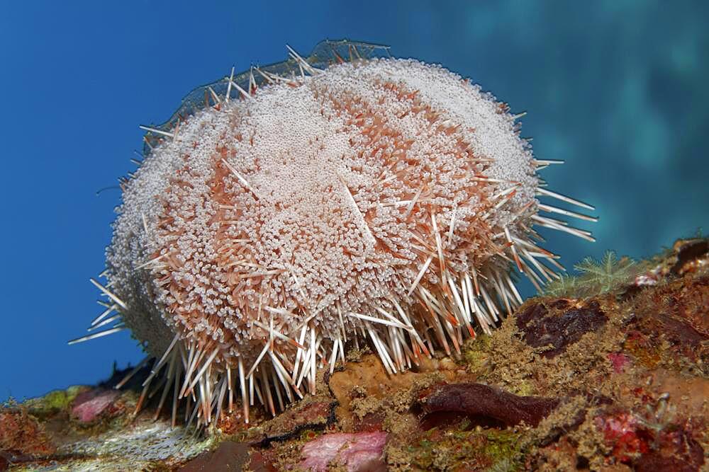 Peacock Collector Urchin (Tripneustes gratilla), Red Sea, Aqaba, Kingdom of Jordan