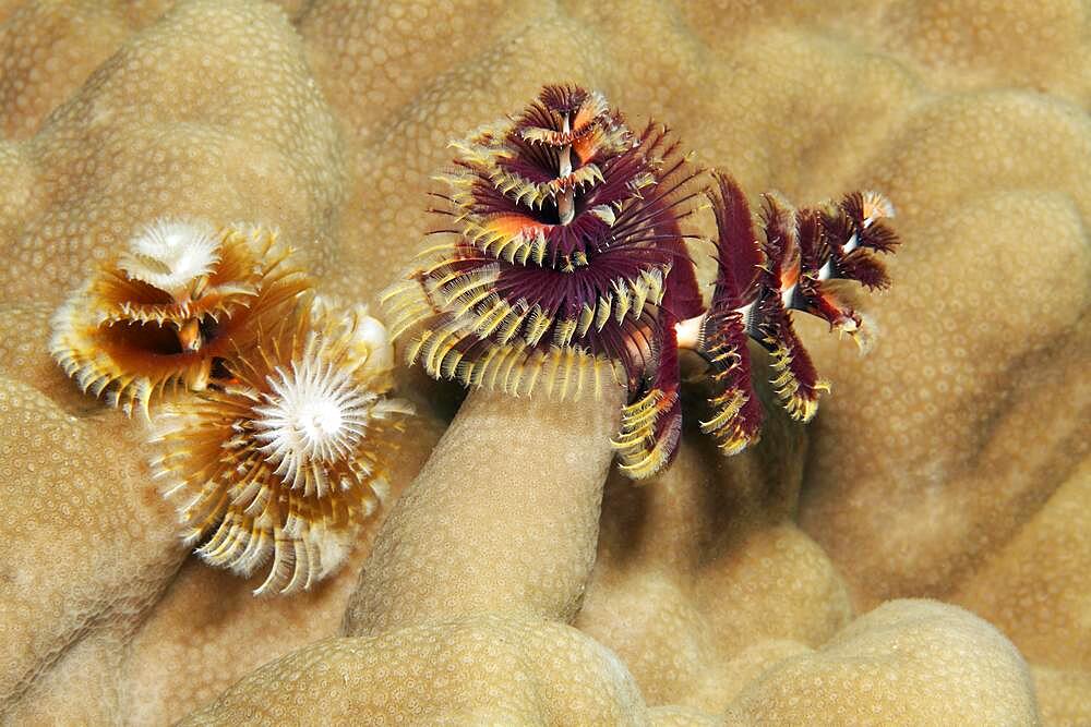 Two, Christmas tree worm (Spirobranchus giganteus) on stone coral (Porites), Red Sea, Aqaba, Kingdom of Jordan