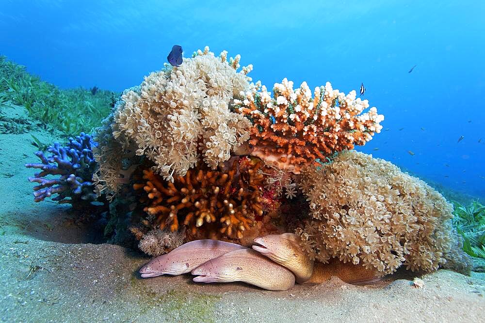 Geometric Moray (Gymnothorax griseus), also spotted moray eel, three, patch reef with soft corals (Xenia) and various stony corals, sandy bottom, seagrass bed, Red Sea, Aqaba, Kingdom of Jordan