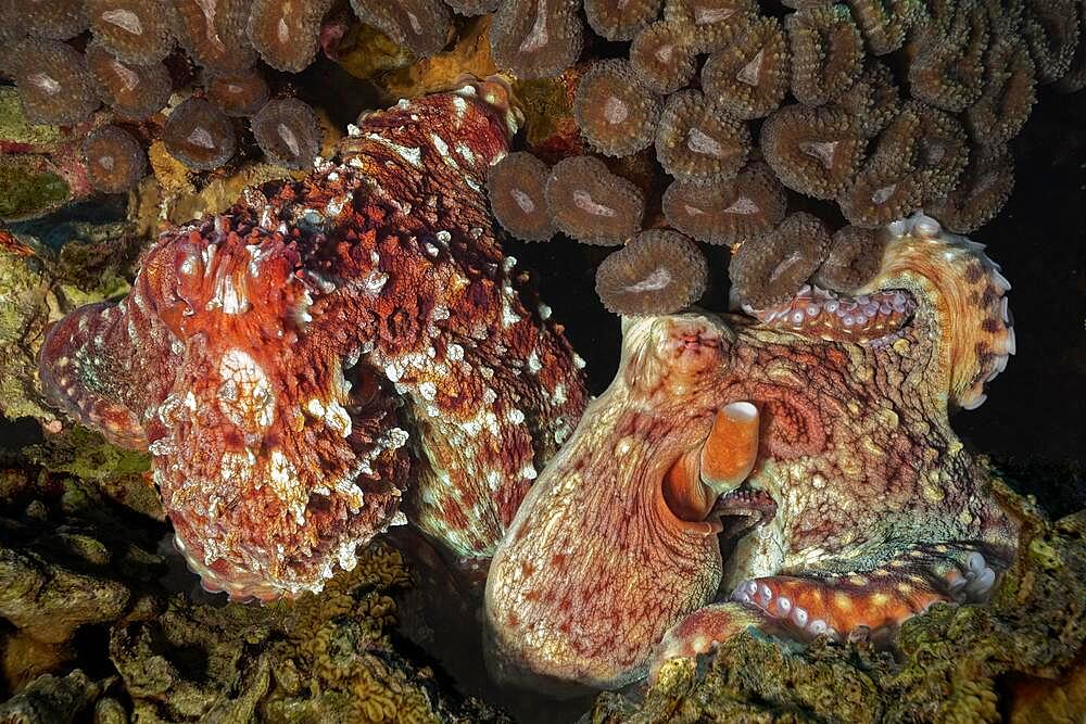 Common octopus Octopus vulgaris), mating, male on left inserts mating arm into mantle cavity on female's siphon transfers sperm-filled capsule, Red Sea, Aqaba, Kingdom of Jordan