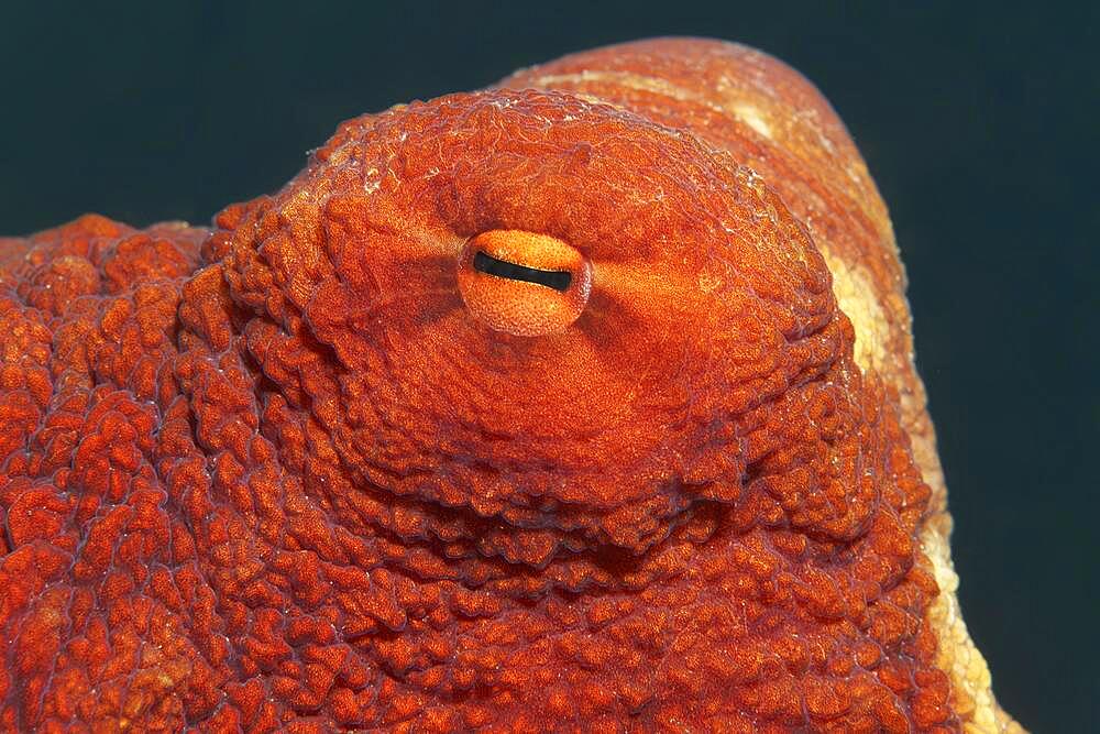 Eye of common octopus (Oktopus vulgaris), Red Sea, Aqaba, Kingdom of Jordan