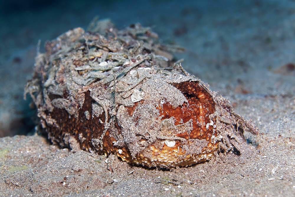 Sea cucumber also sea cucumber or holothuria (Holothuria) camouflaged with seaweed, Red Sea, Aqaba, Kingdom of Jordan