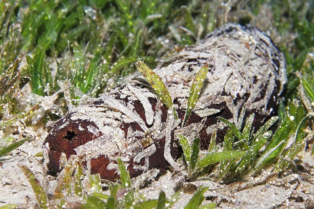 Sea cucumber also sea cucumber or holothuria (Holothuria) camouflaged with seaweed, Red Sea, Aqaba, Kingdom of Jordan