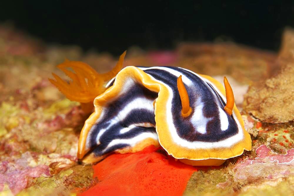 Pyjama Chromodoris quadricolor (Chromodoris Quadricolor) Magnificent star snail, nudibranch, Red Sea, Aqaba, Kingdom of Jordan