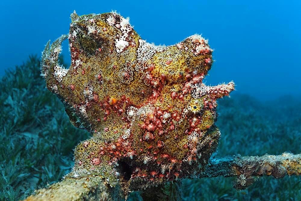 Painted frogfish (Antennarius pictus), Red Sea seagrass meadow, Aqaba, Kingdom of Jordan