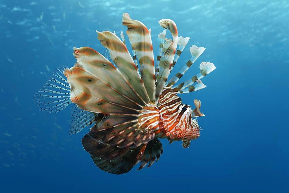 Indian lionfish (Ptrois miles) swimming in the open sea, Red Sea, Aqaba, Kingdom of Jordan