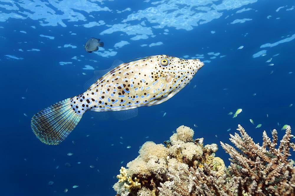 Scrawled filefish (Aluterus scriptus) swimming over coral reef, Red Sea, Aqaba, Kingdom of Jordan