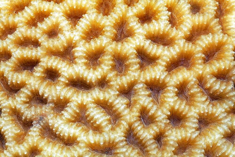 Large-pored stony coral (Coeloseris mayeri) with indented polyps, Red Sea, Aqaba, Kingdom of Jordan