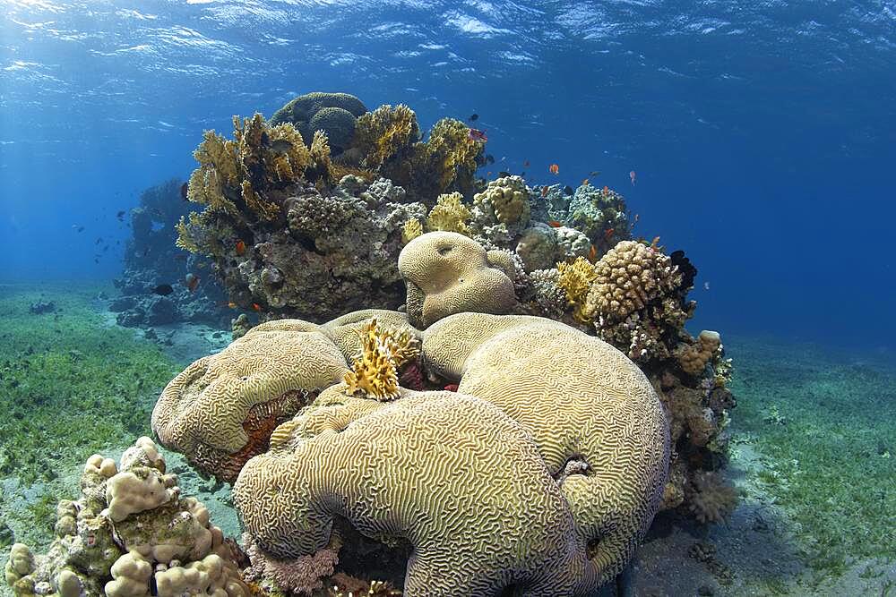 Spotted reef in the middle of seagrass meadow, Favia stone coral (Platygyra lamellina) in front, Red Sea fire coral (Millepora dichotomata) in the back, Red Sea, Aqaba, Kingdom of Jordan