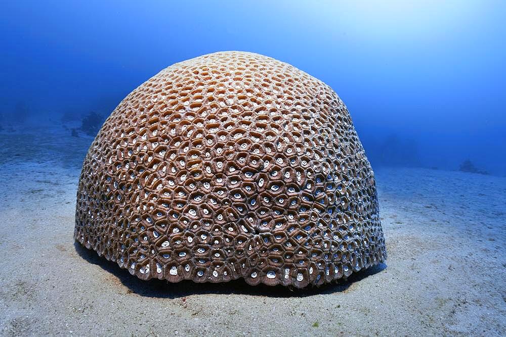 Hemispherical Favia stone coral (Favia speciosa), on sandy bottom Red Sea, Aqaba, Kingdom of Jordan