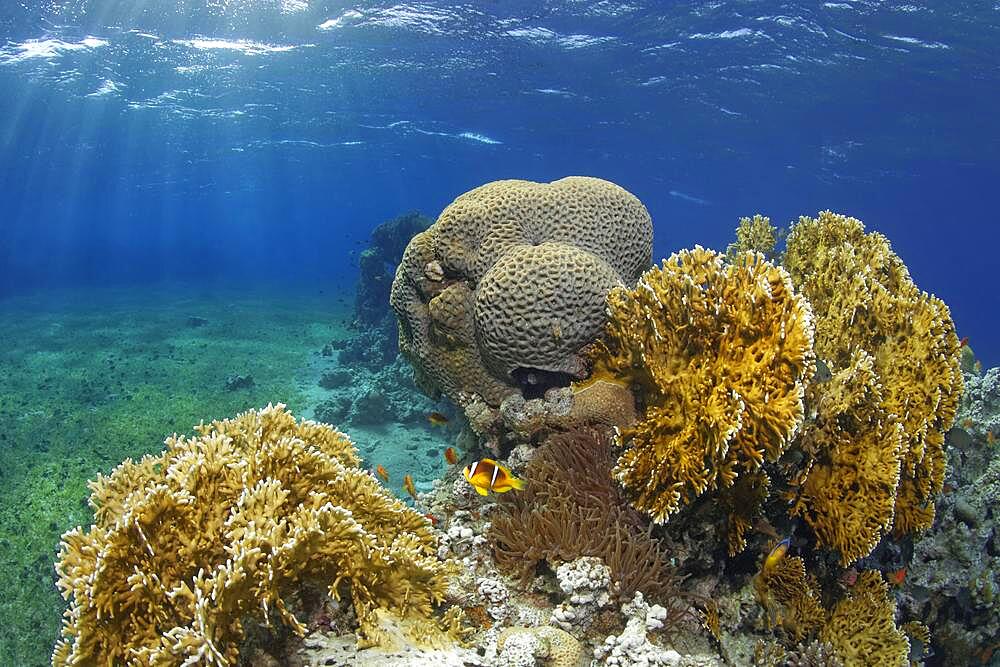 Typical coral reef in seagrass meadow with Red Sea fire coral (Millepora dichotomata), splendour anemone (Heteractis magnifica), Red Sea Red Sea clownfish (Amphiprion bicinctus), behind it Favia Lesser Valley Coral (Favia), Red Sea, Aqaba, Kingdom of Jordan