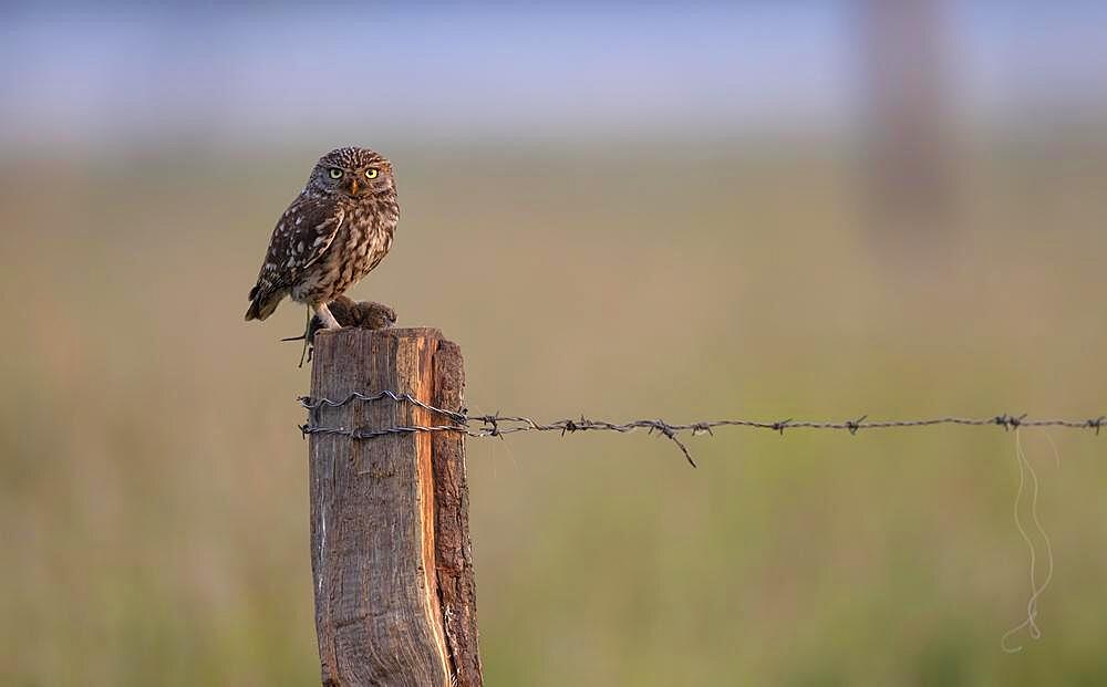 Little owl (Athene noctua), sitting with a captured mouse on a pasture pole, Muensterland, North Rhine-Westphalia, Germany, Europe