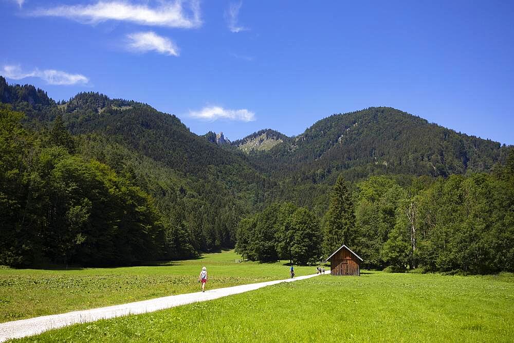 Hiker on the path from Schwarzensee to Moosalm Municipality of St.Wolfgang, Salzkammergut, Upper Austria, Austria, Europe