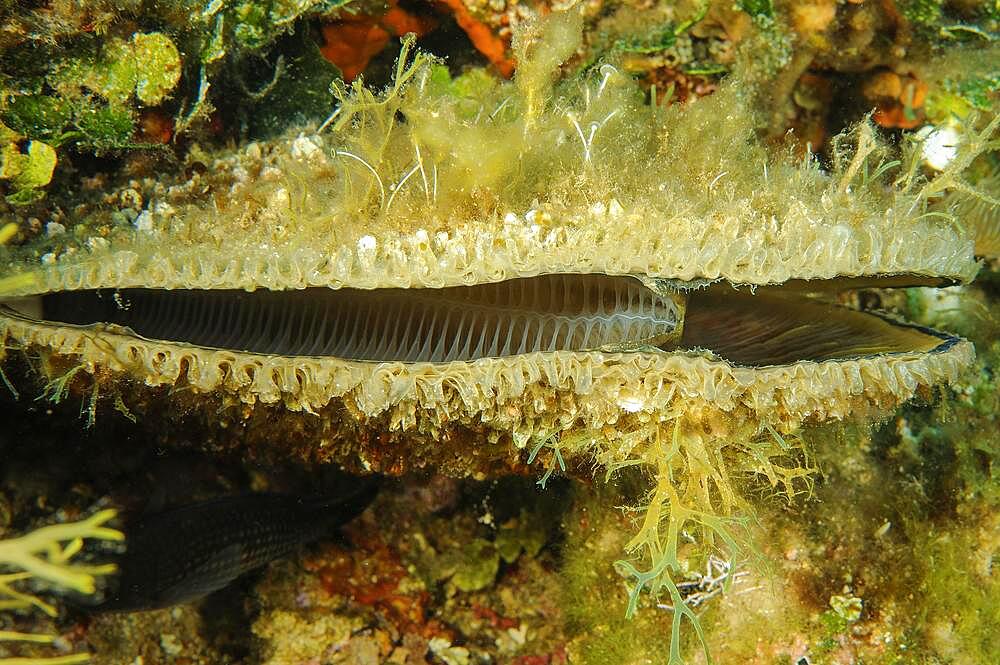 View into live slightly opened pinna (Pinna nobilis), Mediterranean Sea