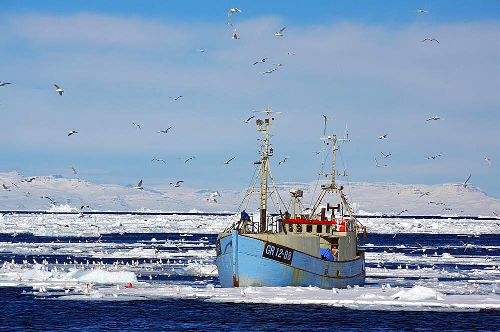 Small fishing boat in front of huge icebergs and drift ice, seagulls circling around the boat, drift ice, winter, Disko Bay, Ilulissat, West Greenland, Denmark, Europe