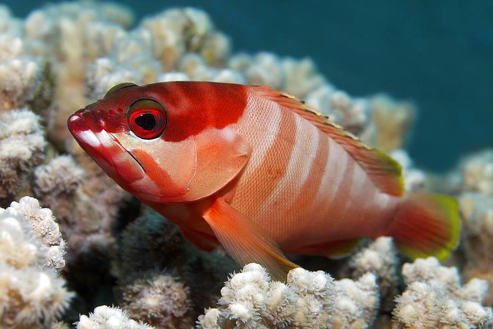 Blacktip grouper (Epinephelus fasciatus), Red Sea, Aqaba, Kingdom of Jordan