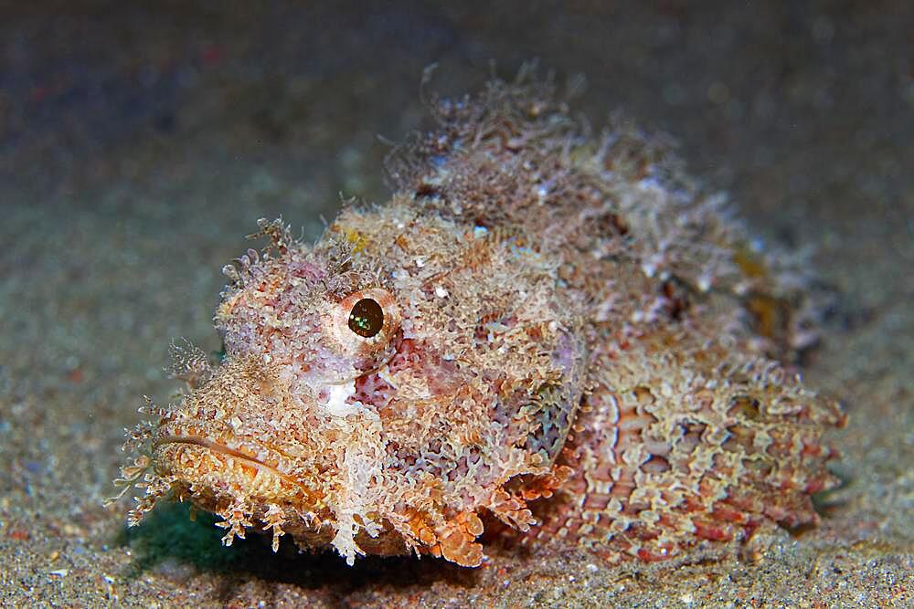 Bearded Tassled Scorpionfish (Scorpaenopsis barbata) on sandy bottom, Red Sea, Aqaba, Kingdom of Jordan