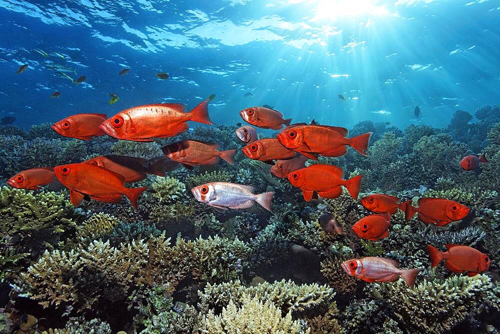 Shoal of Common Bigeye (Priacanthus hamrur) swimming backlit over coral reef, Red Sea, Aqaba, Kingdom of Jordan