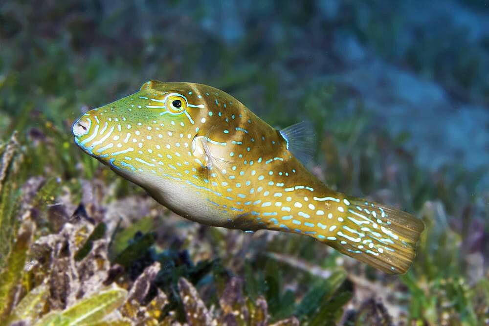 Crowned Puffer (Canthigaster coronata) swimming over seagrass meadow, Red Sea, Aqaba, Kingdom of Jordan