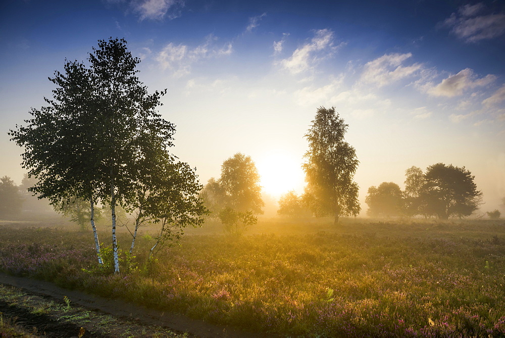 Autumn morning mist at sunrise with flowering Common Heather (Calluna vulgaris), heather blossom, Osterheide, Schneverdingen, Lueneburger Heide nature Park, Lower Saxony, Germany, Europe