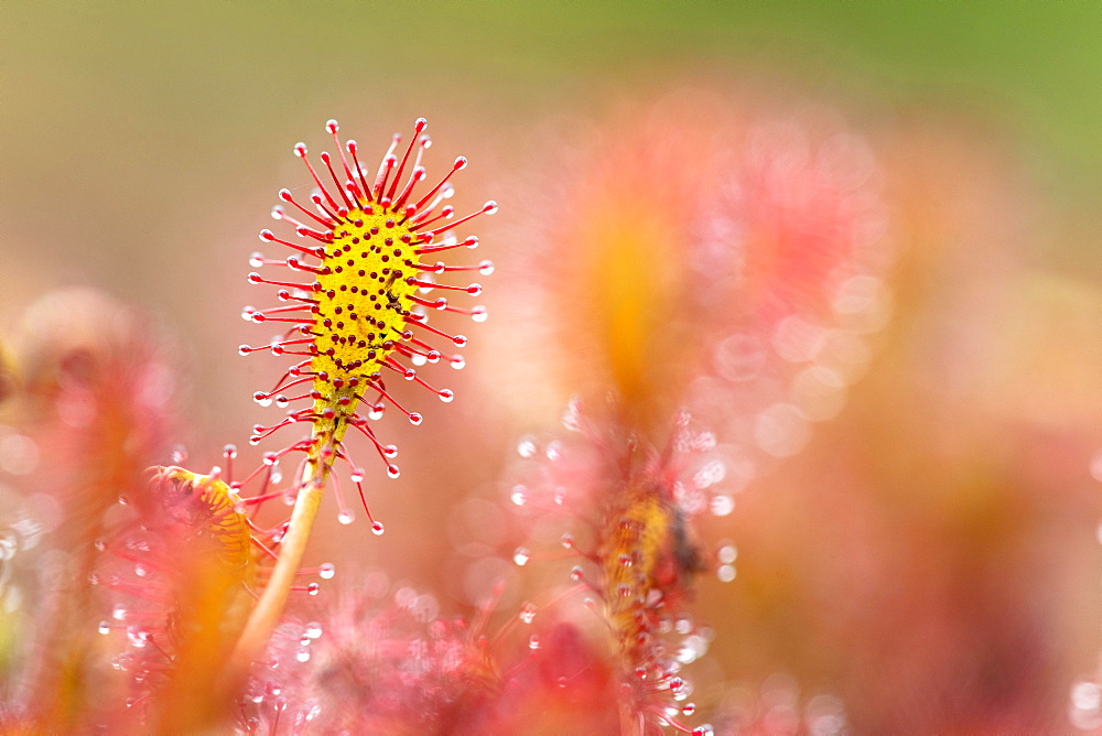 Oblong leaved sundews (Drosera intermedia), close-up, Diepholzer Moor, Lower Saxony, Germany, Europe