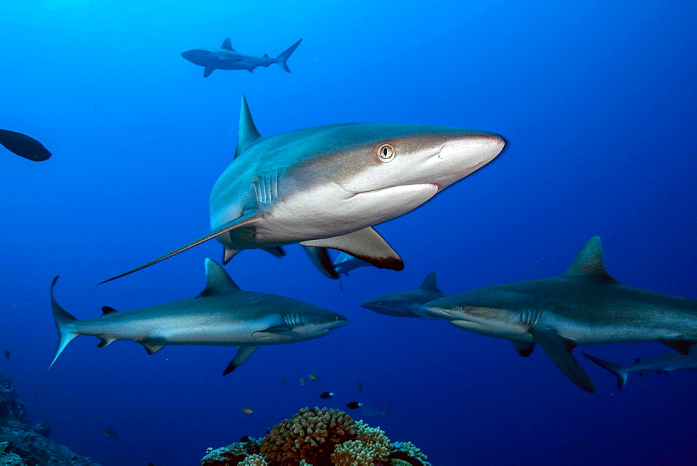 Grey reef sharks (Carcharhinus amblyrhynchos) hunting over coral reef, Pacific Ocean, Yap, Federated States of Micronesia