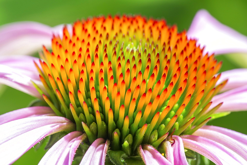 Flower of Purple Cone flower (Echinacea purpurea), Baden-Wuerttemberg, Germany, Europe