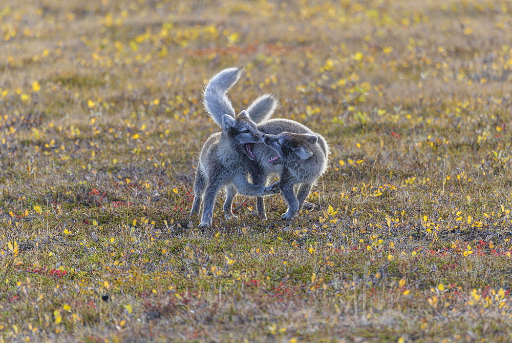 Young Arctic foxes (Vulpes lagopus) in a playful fight, Moeorudalur, Austurland, Iceland, Europe