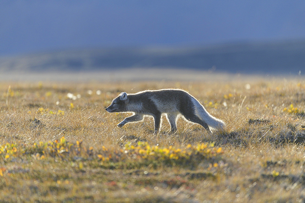 Young Arctic fox (Vulpes lagopus) or ice fox, Moeorudalur, Austurland, Iceland, Europe